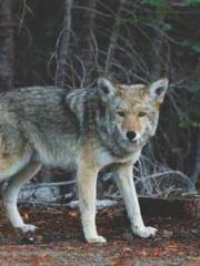 The  Princess  Rebor