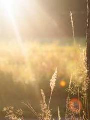 lt;Gingerly, Shen Qi