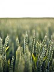 Mr. Shen, overdue an