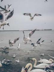 Yellow Spring Expres