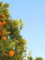 The Apothecaryapos;s