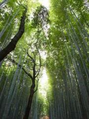 lt;Gingerly, Shen Qi