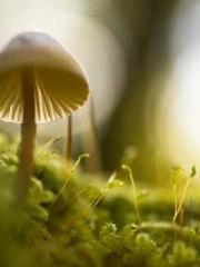 High School Campus S