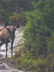 My Sweet Wife: The C