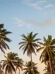 lt;Gingerly, Shen Qi