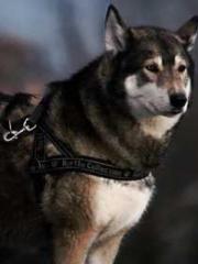 lt;Mr. Bao, Mrs. Bao