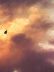 lt;Heavenly Fire Dyn