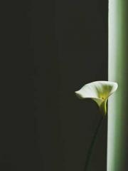 lt;Gingerly, Shen Qi