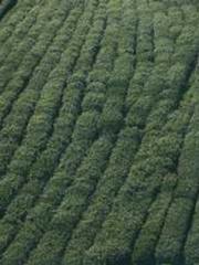 Fu Zi Mo Qin Luo Yan